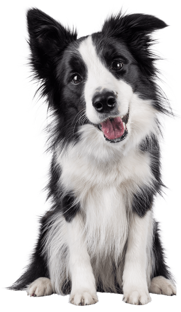 Black And White Dog With Tongue Out
