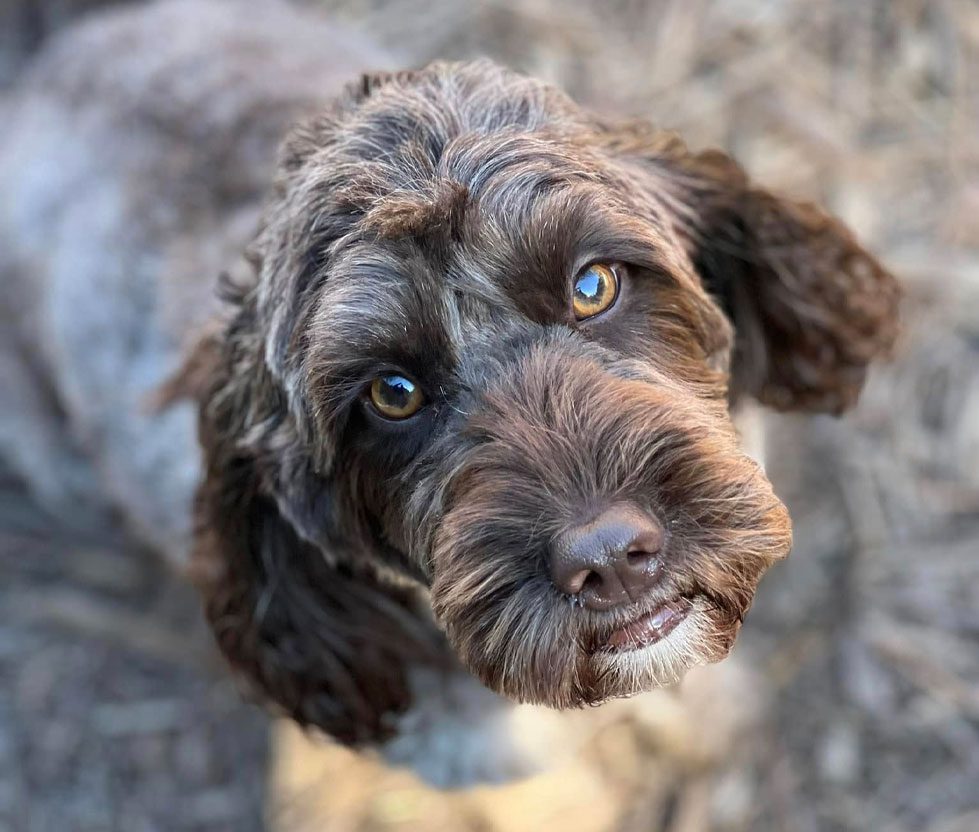 Curly Brown Dog Looking Up