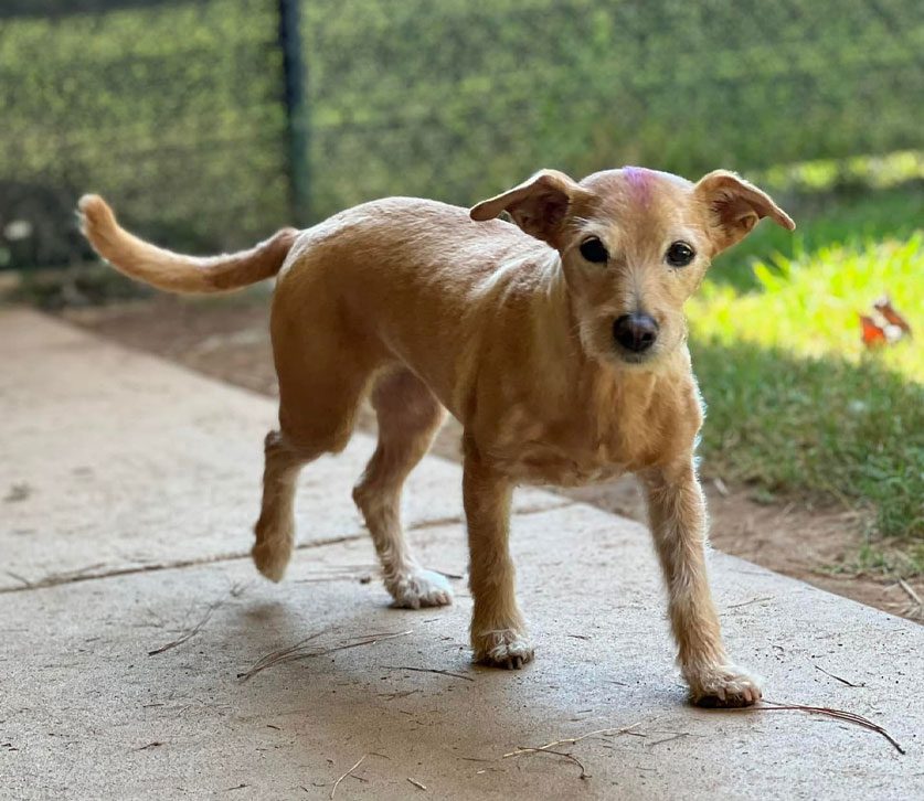 Small Dog Standing On Patio Outside