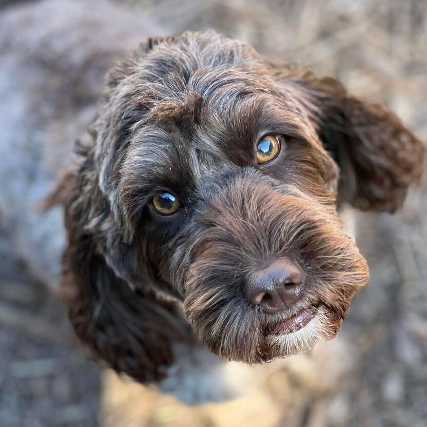 Curly Brown Dog Looking Up