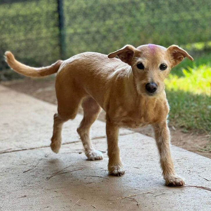 Small Dog Standing On Patio Outside